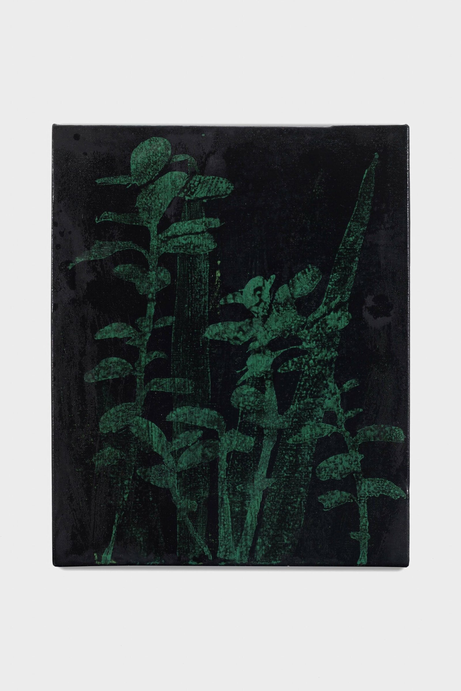 Paerdís Malas Hierbas I