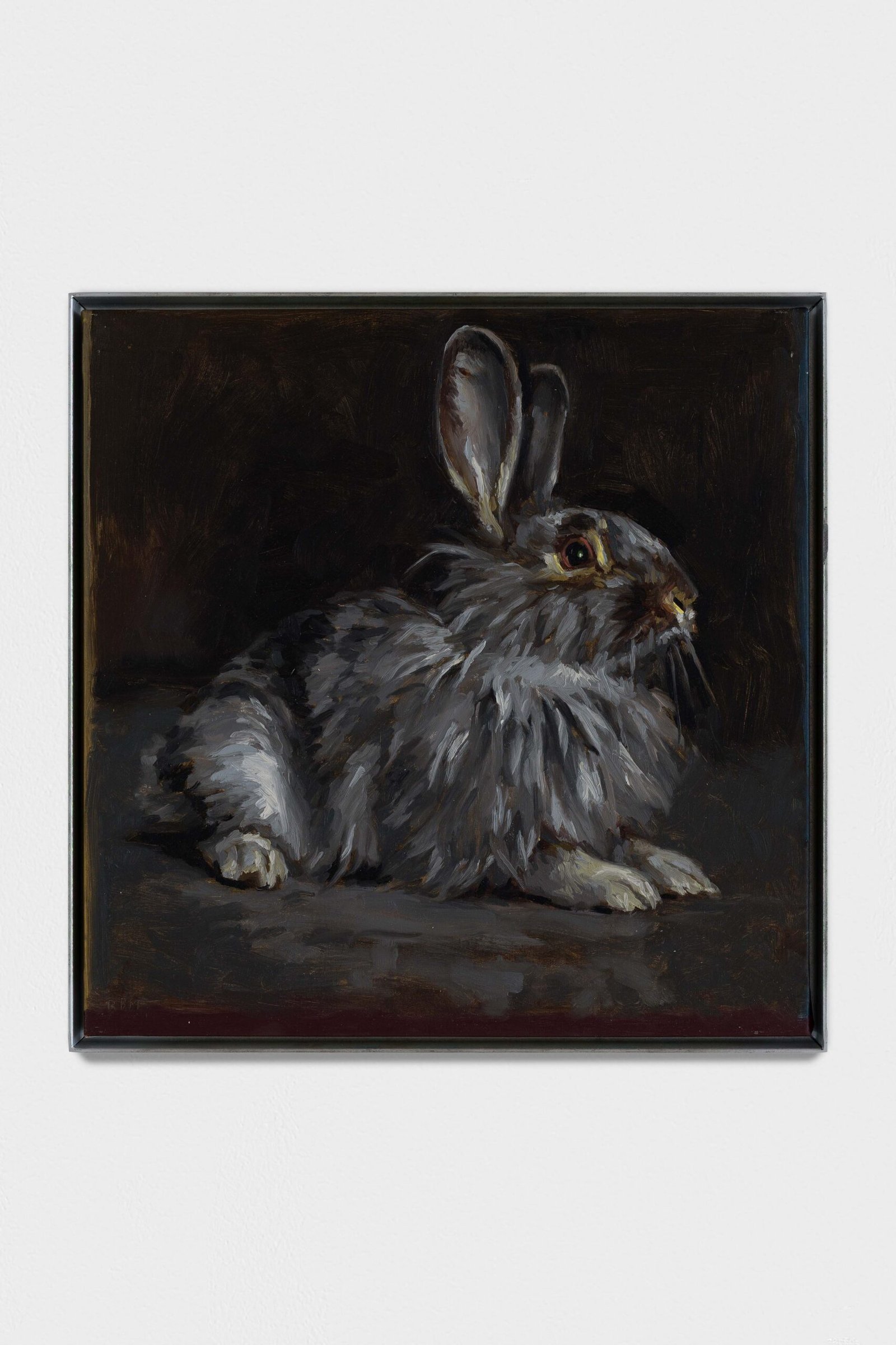 Conejo gris, tumbado