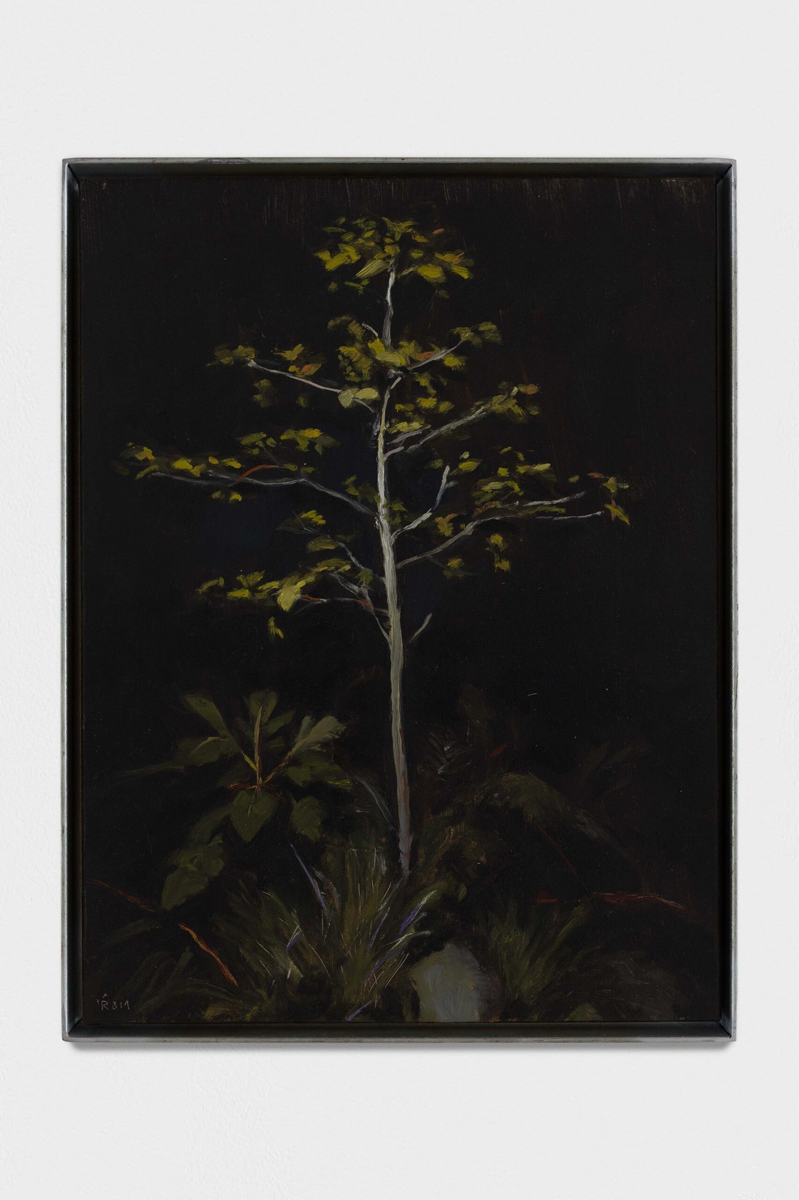 Noche, arbolito (Lonely growth)