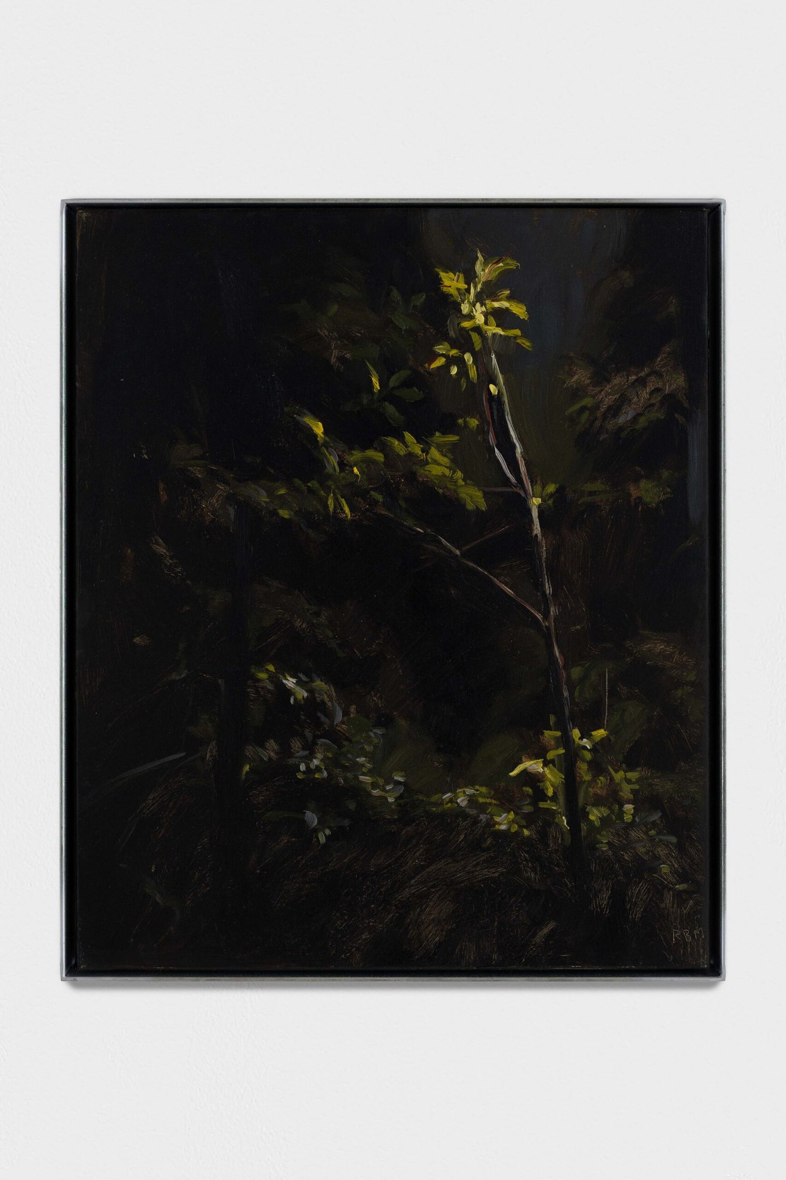 Arbolillo, noche, luz de farola