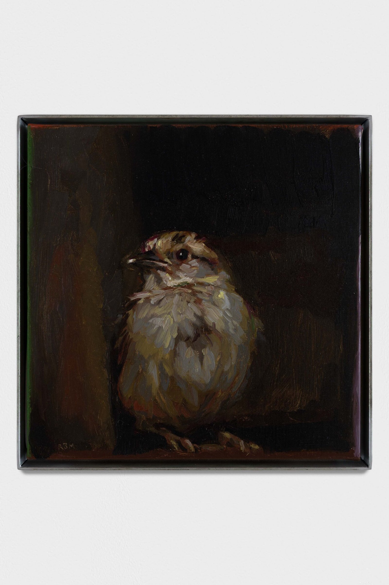 Gorrión sobre una repisa, mirando a la izquierda