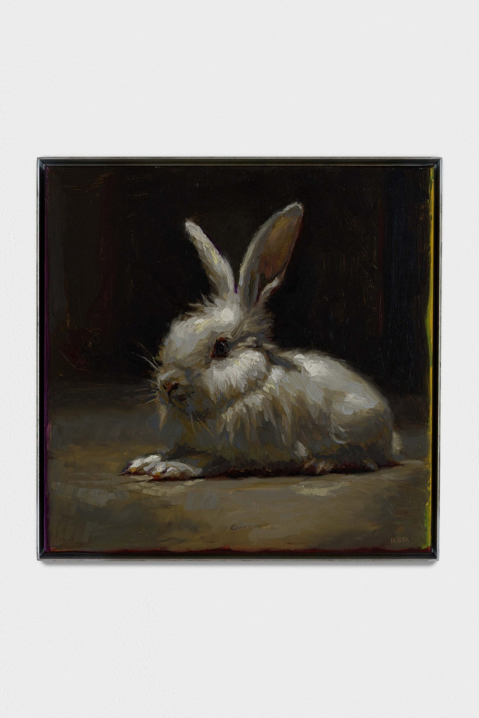 Conejo blanco, tumbado