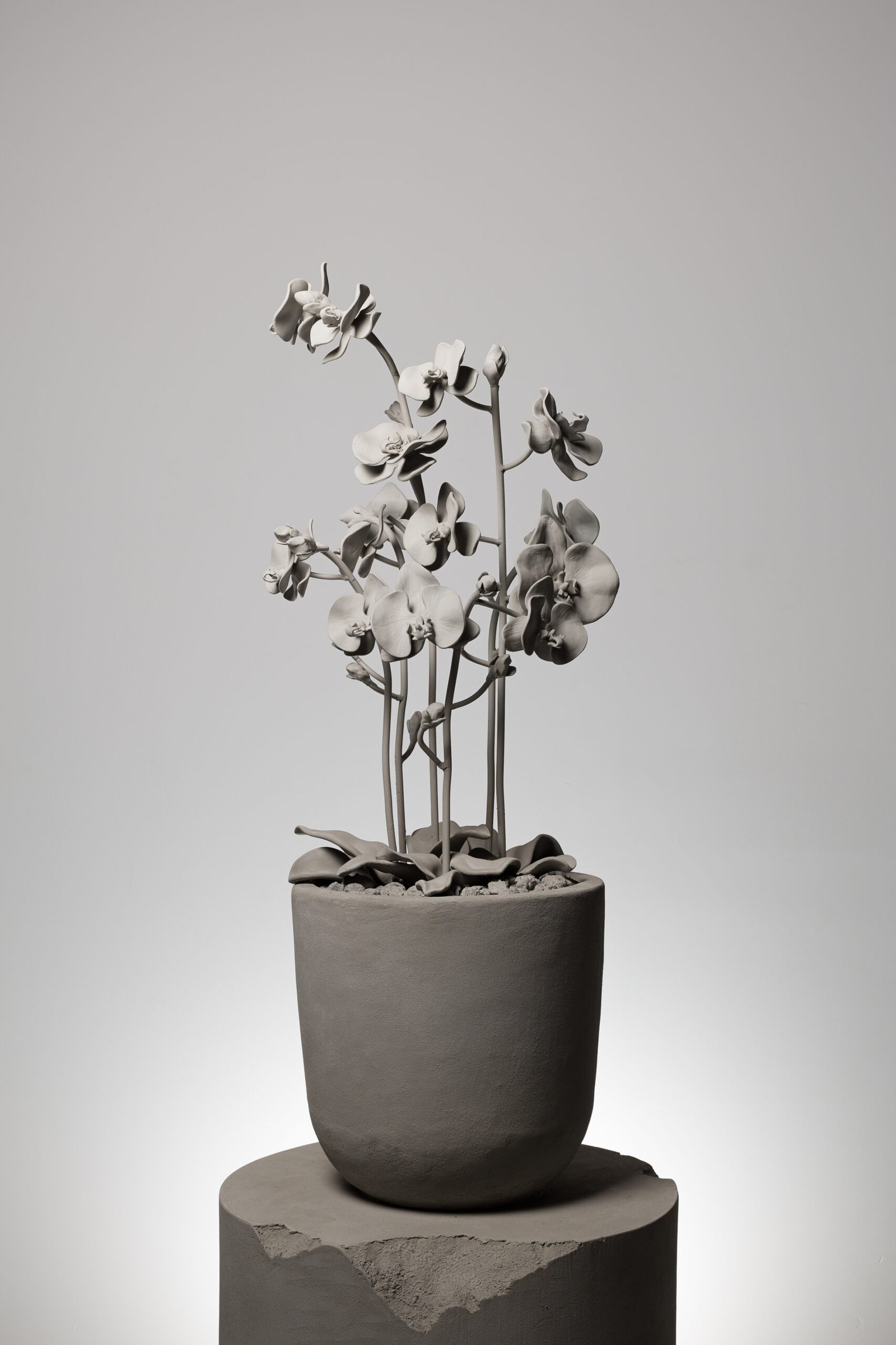 Core of Time Orchid II
