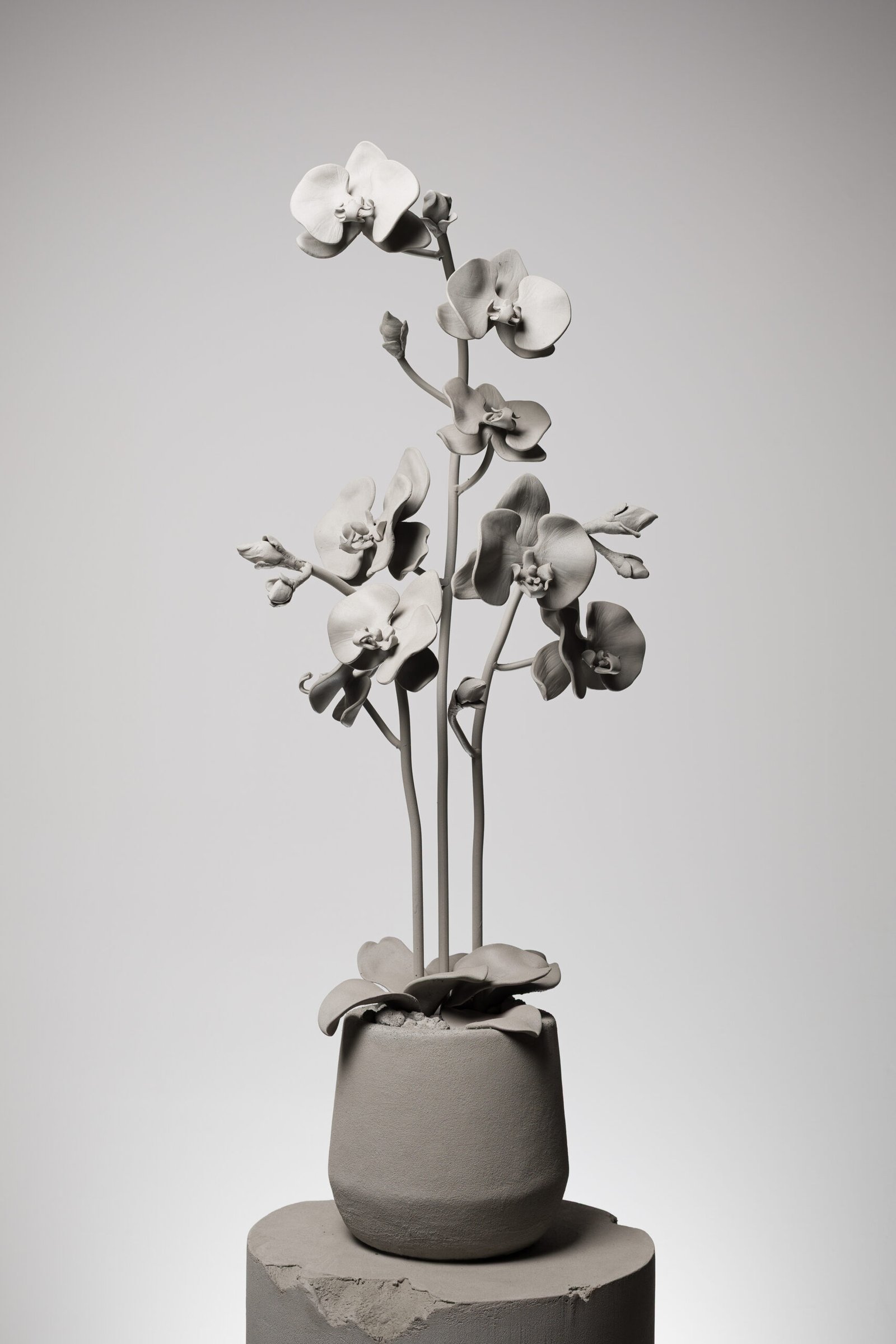 Core of Time Orchid I